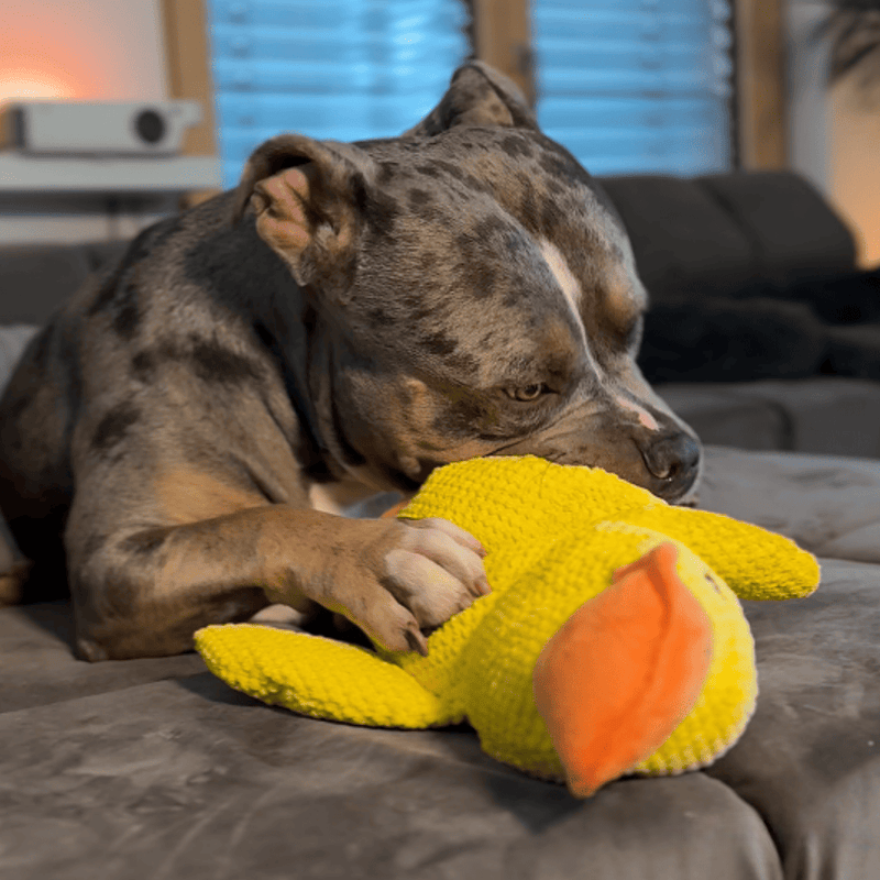 Juguete de pato chillón para perros
