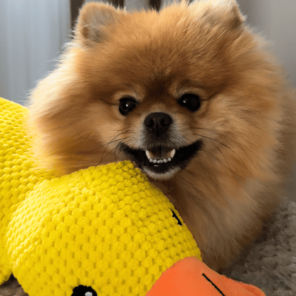 Juguete de pato chillón para perros