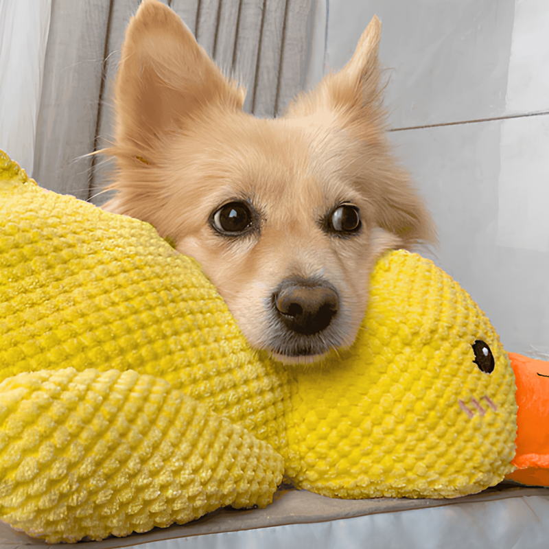 Juguete de pato chillón para perros