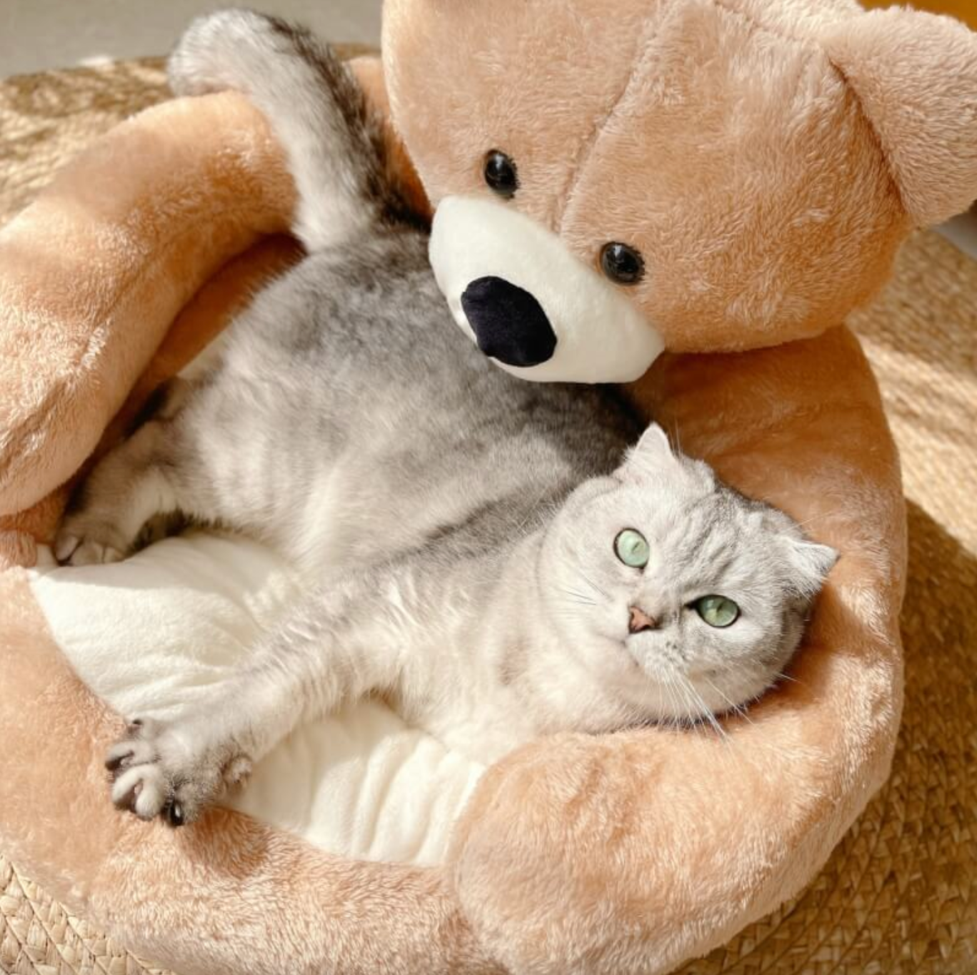 TeddyBear krevet za mačke - Za ultimativnu udobnost i toplinu